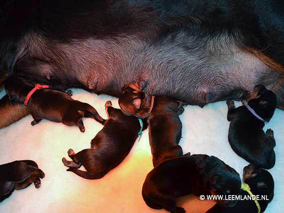 puppy's J-nest net geboren